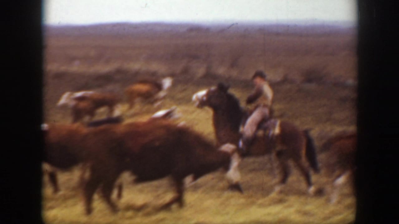 In supported 1939 Montana home-movie footage, a rider in a dark hat sits on a dark horse while cattle move across dry open grassland.
