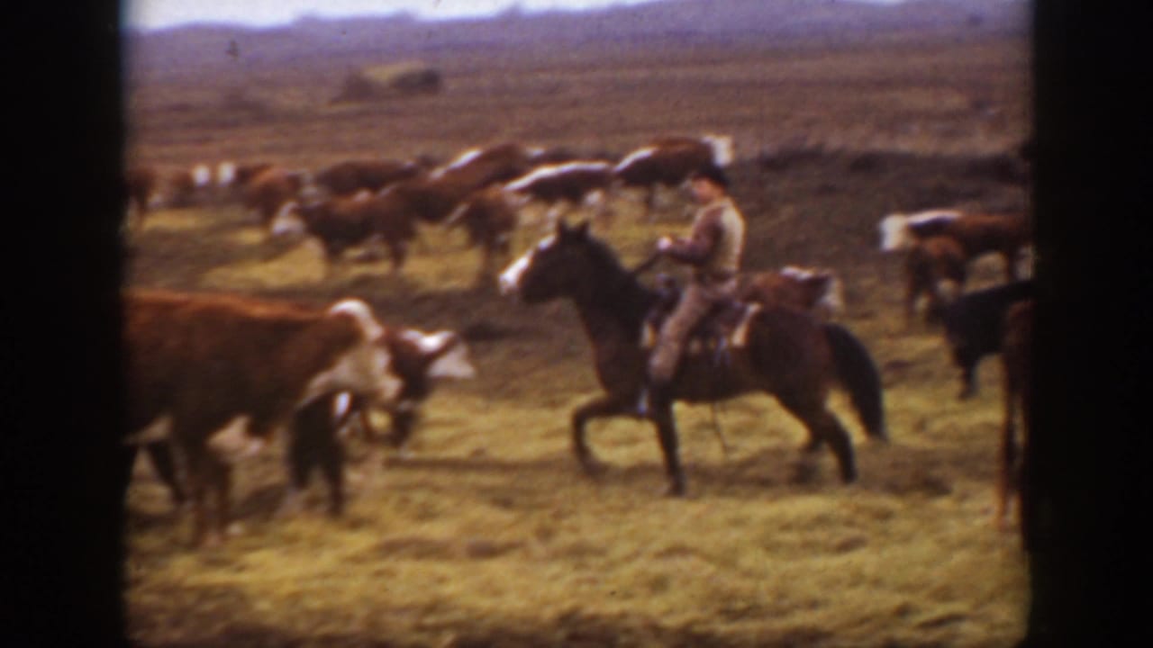 A rancher or cowboy on horseback appears beside mixed-color cattle on the Montana plains, with low hills and dark 8mm frame edges visible.