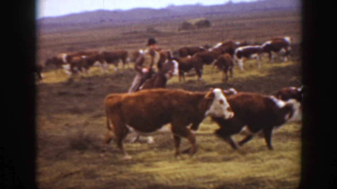 Cattle pass close to the camera while a rider follows behind them.