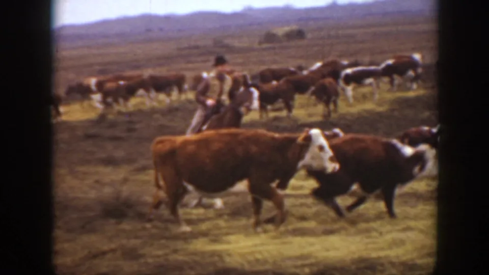 Cattle, including white-faced animals, move across the foreground as a mounted rider follows behind in soft, grainy 8mm footage from the documented Montana ranch scene.