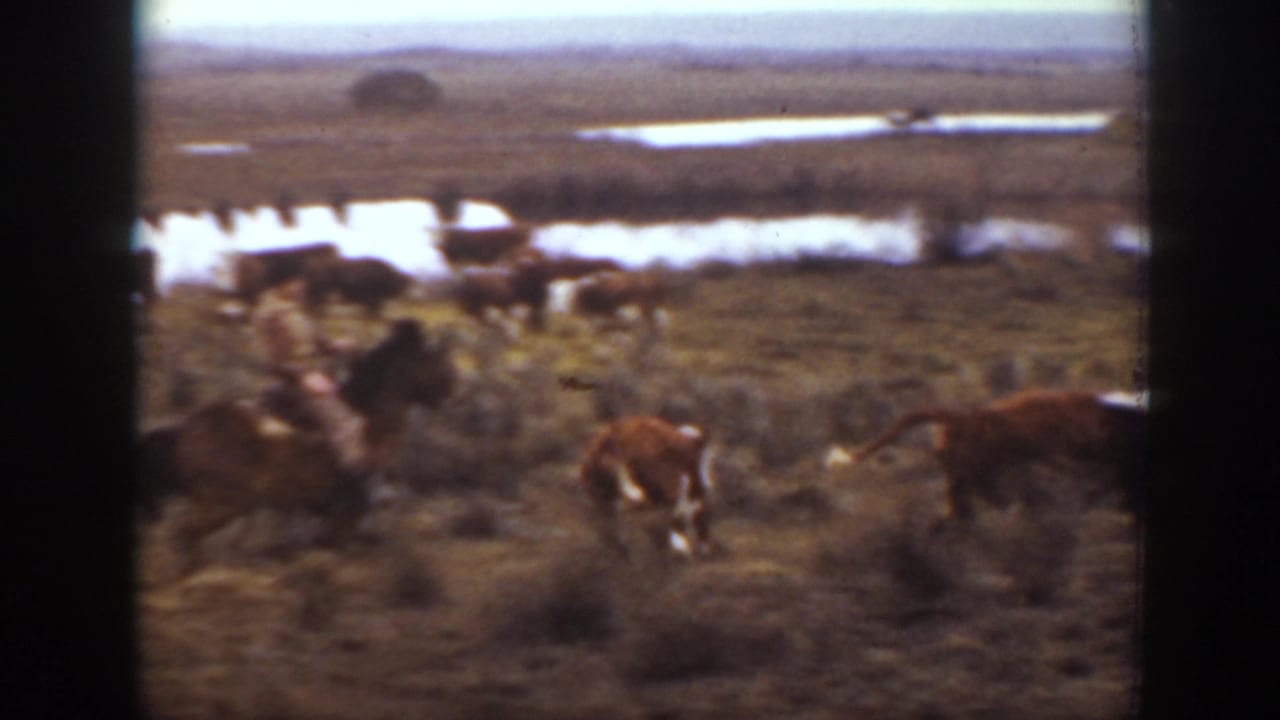 1939 Montana 8mm frame showing cattle scattered across dry grassland with water and distant low hills beyond.