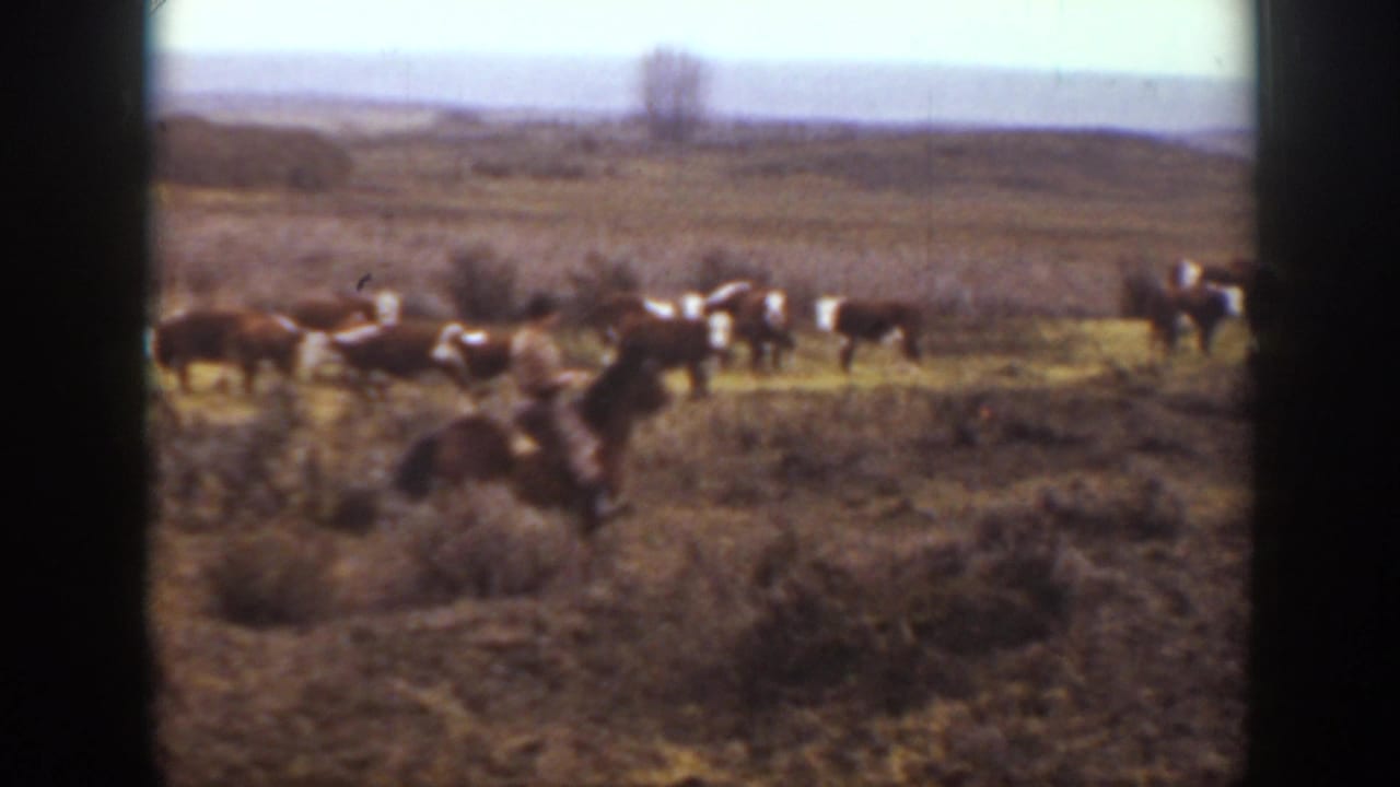 A horseback rider approaches cattle spread across open plains.