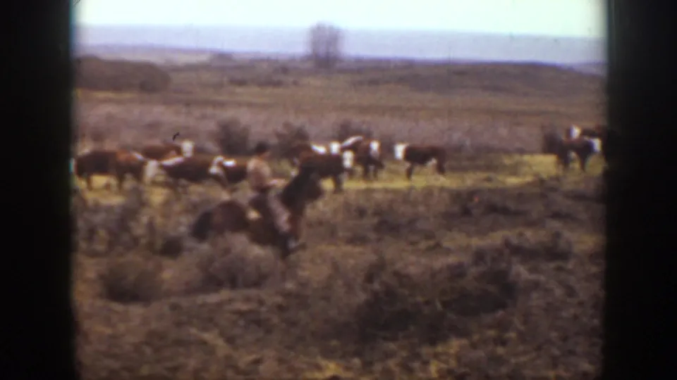 1939 Montana ranch scene with a rider on horseback near a dispersed cattle herd on dry open ground.