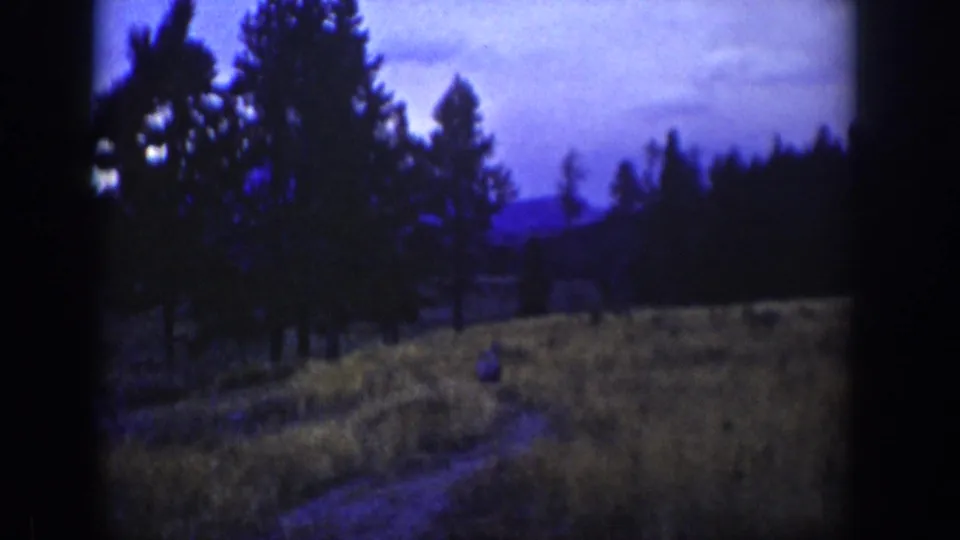1939 Wyoming home-movie frame showing silhouetted conifer trees, meadow grass, and a dim path or clearing under blue evening light.