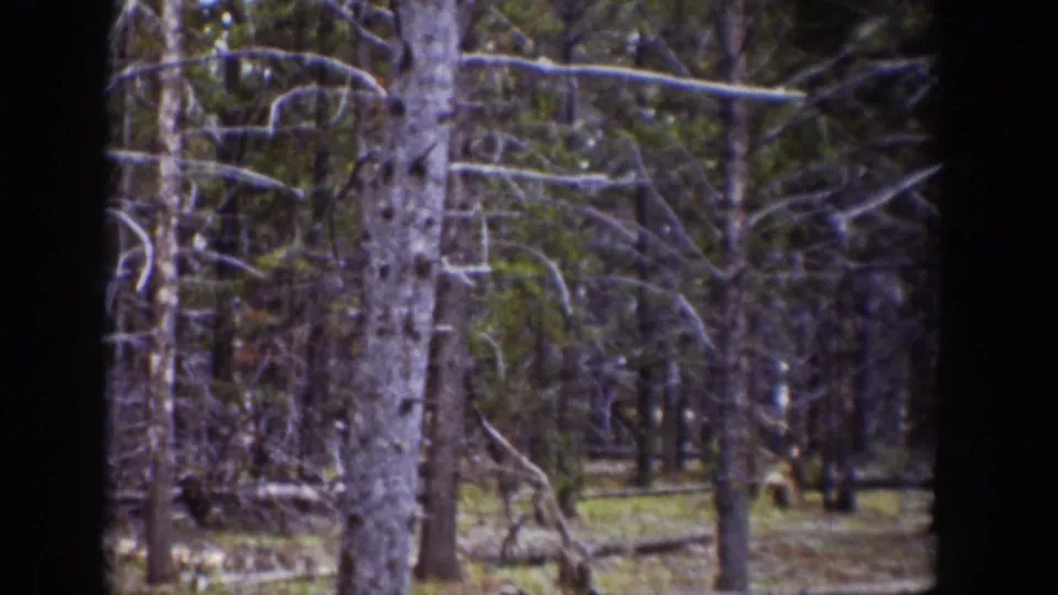 1939 Wyoming home-movie frame shifting from the wagon scene to a wooded area with trunks, branches, and muted ground cover.