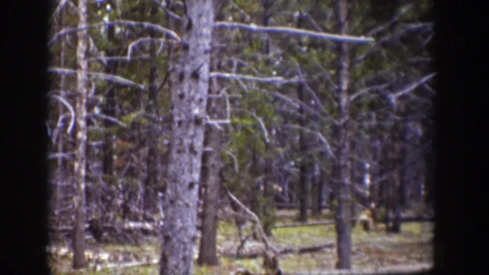 1939 Wyoming frame of a wooded area, with bare branches, scattered trunks, and handheld 8mm softness.