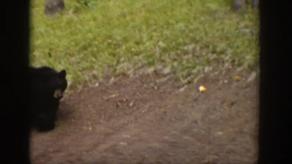 1939 Wyoming 8mm frame showing a dark bear near a dirt path beside green grass.