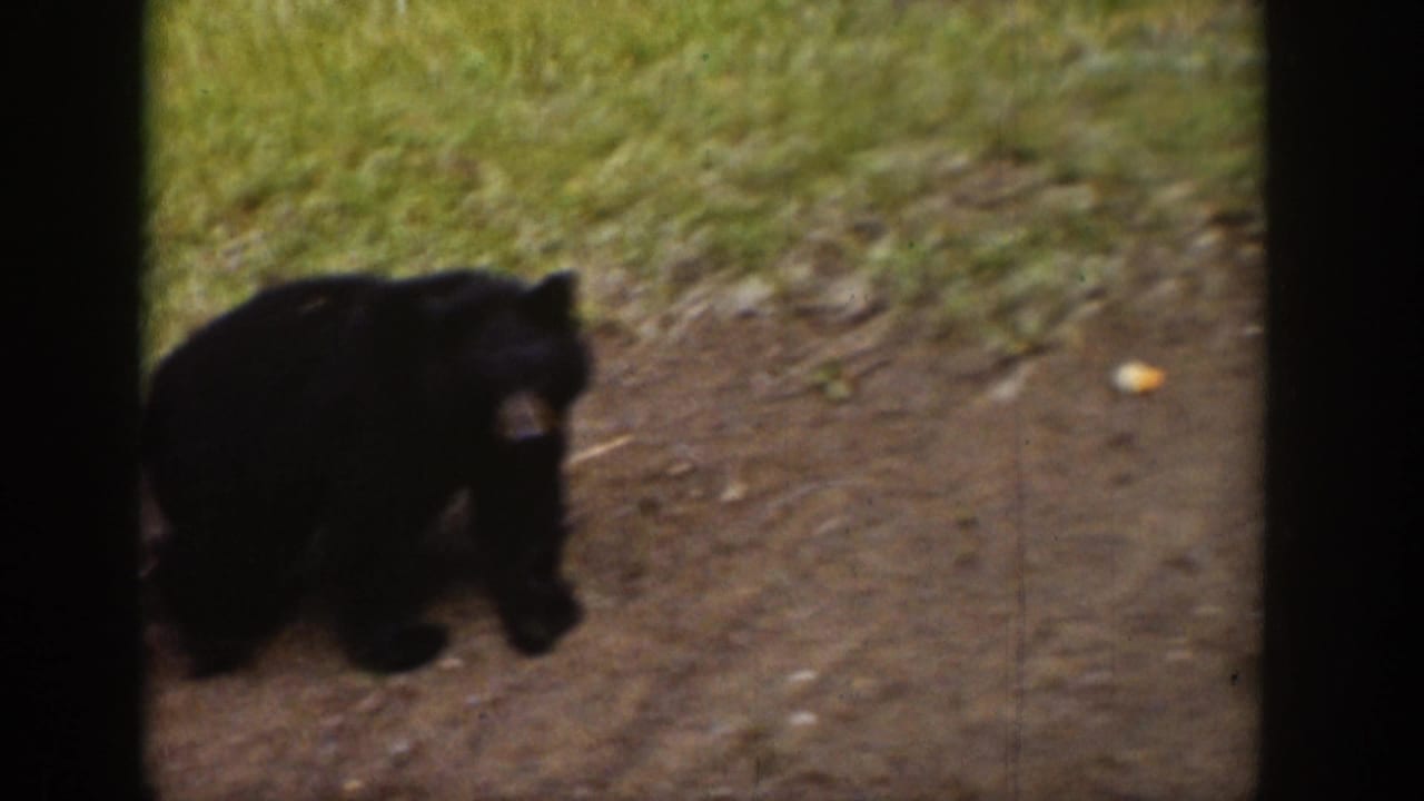 Black bear walking along a dirt path near grass in supplied 1939 Wyoming 8mm home-movie footage.