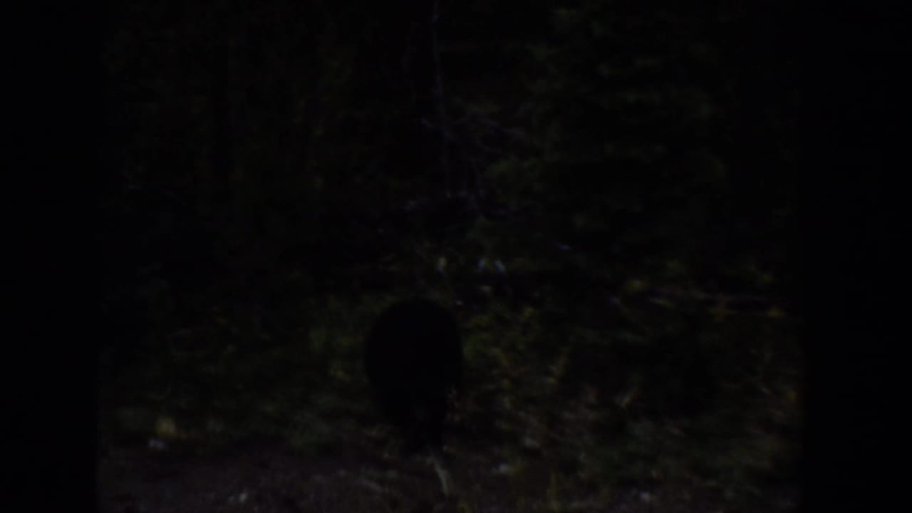 A small black bear appears as a dark silhouette in dense Wyoming woods in 1939 home-movie footage.