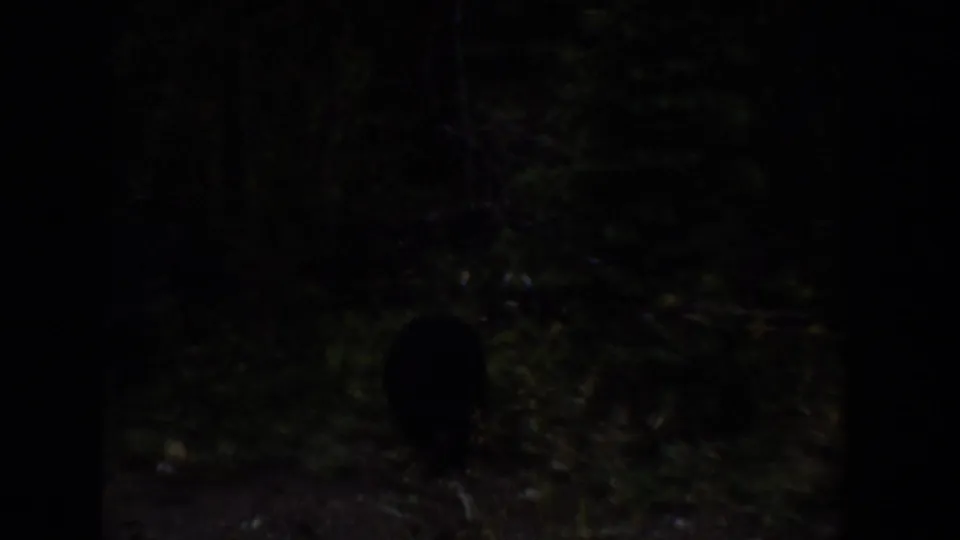 A small black bear appears as a dark silhouette in dense Wyoming woods in 1939 home-movie footage.