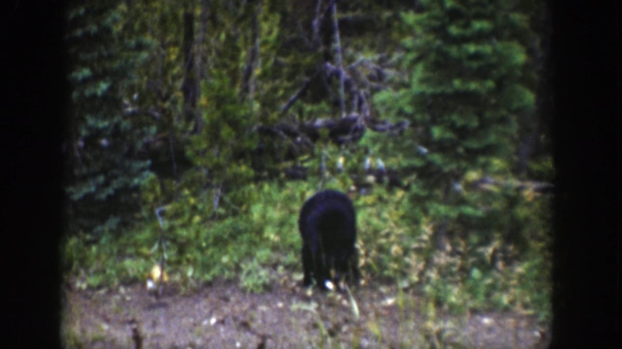 Small black bear facing away while foraging near green forest brush.