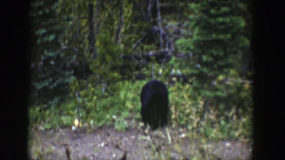 A small black bear remains low in the frame, partly softened by 8mm focus and surrounding Wyoming forest growth.