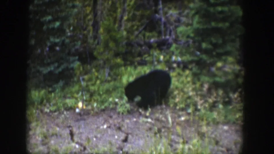 A small black bear bends near brush and pale ground in a wooded Wyoming setting from 1939 8mm footage.