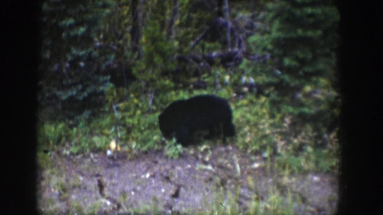 A black bear appears in a Wyoming forest clearing, partly silhouetted against green underbrush in vintage 8mm footage.