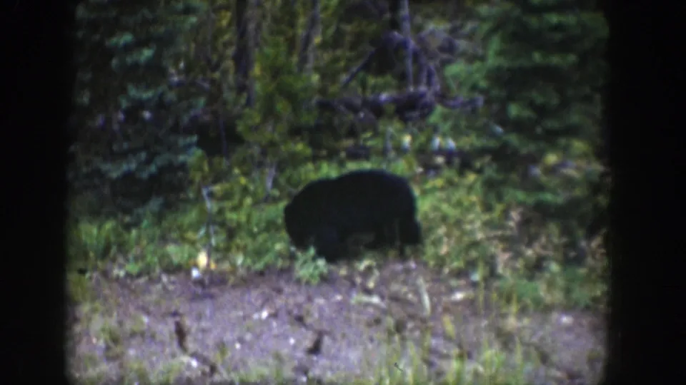 A black bear appears in a Wyoming forest clearing, partly silhouetted against green underbrush in vintage 8mm footage.