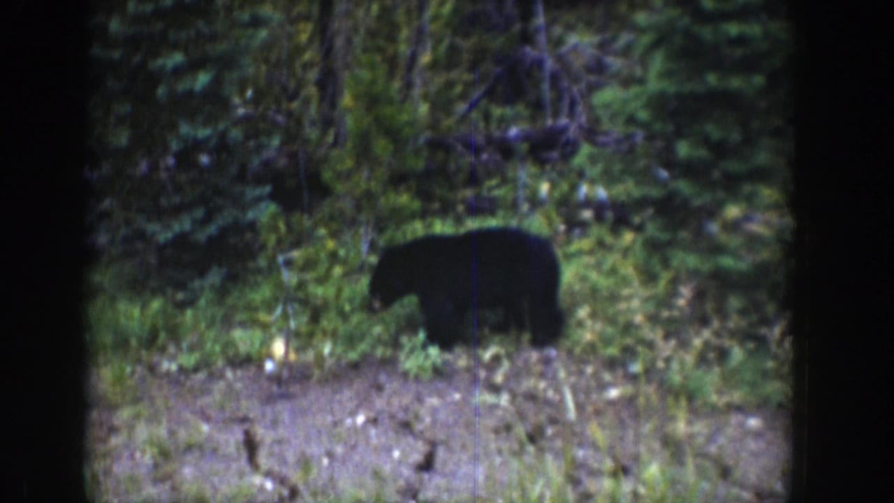Black bear moves through brush with trees behind it.