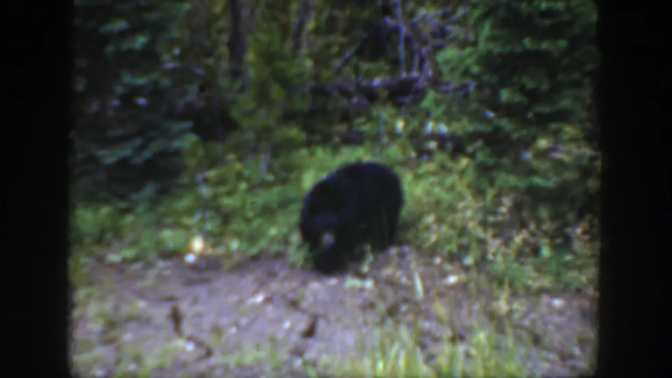 The black bear lowers its head toward the soil and plants, suggesting foraging behavior in the Wyoming forest scene.