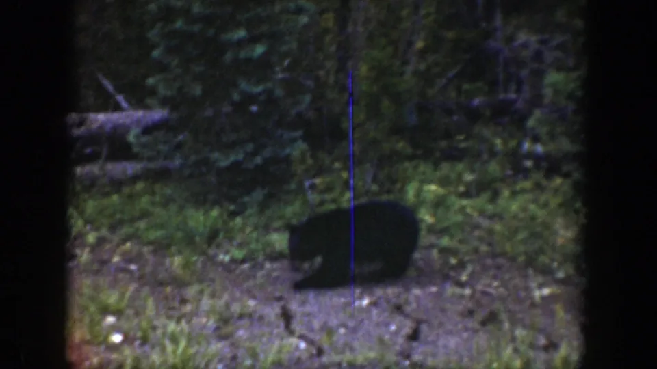 A black bear remains low near the ground in a shadowed forest clearing, with brush and trees filling the frame.
