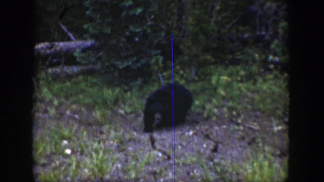 A dark bear cub stands near foliage in a wooded Wyoming setting in metadata-supported 1939 home-movie footage.