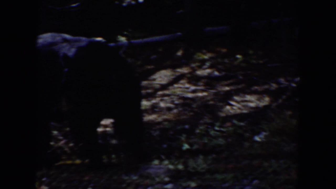 A black bear appears in a shadowed Wyoming forest frame from archival 8mm footage, partly obscured by trunks and low light.
