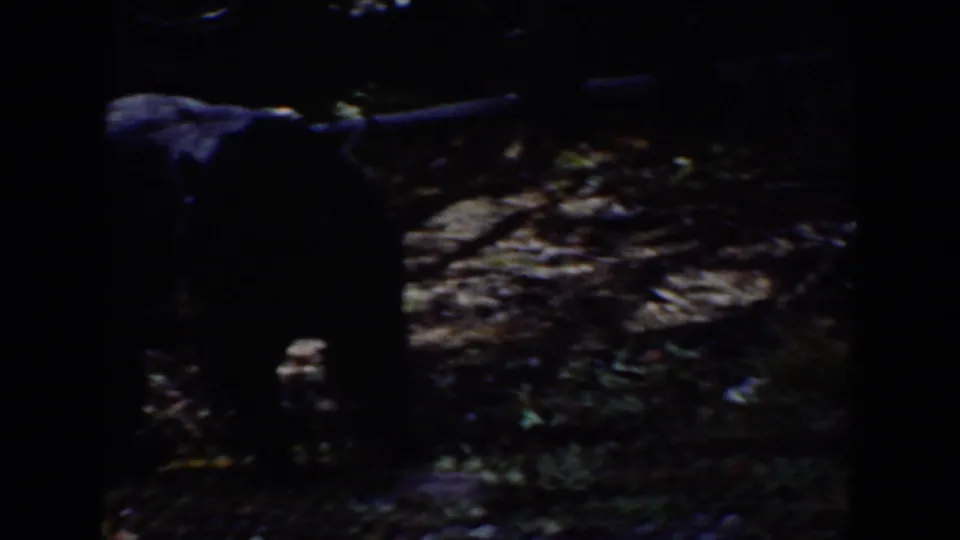 A black bear appears in a shadowed Wyoming forest frame from archival 8mm footage, partly obscured by trunks and low light.