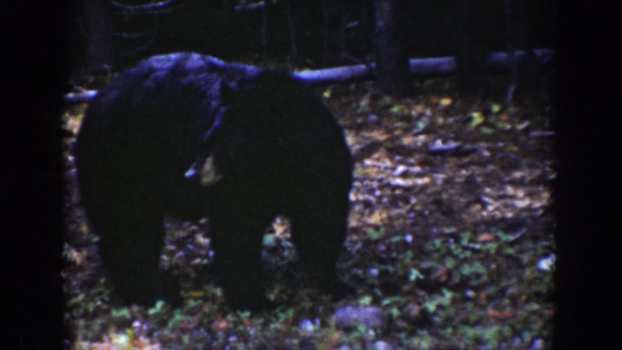 Black bear standing on leaf-covered ground in a dark forest.