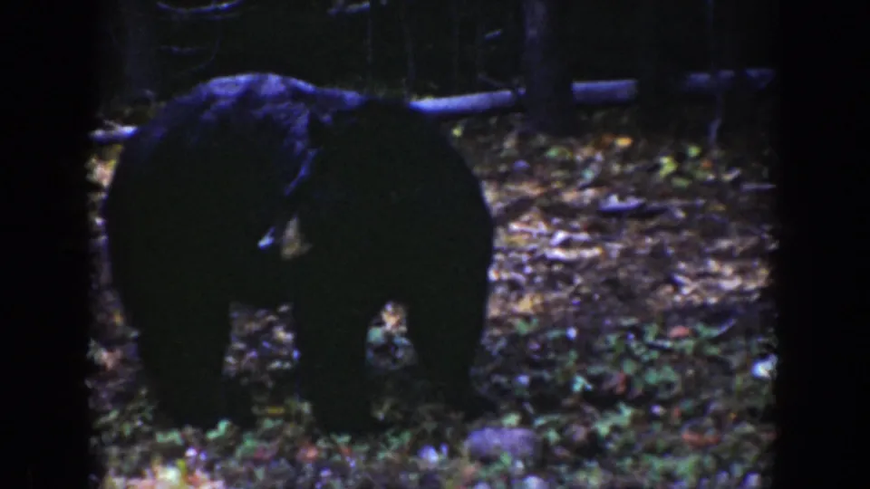 Black bear in a dim Wyoming forest setting, seen in soft 8mm color with tree trunks behind it.