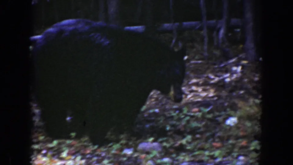 A black bear moves across the forest floor in archival Wyoming 8mm footage, with foliage and trunks surrounding it.