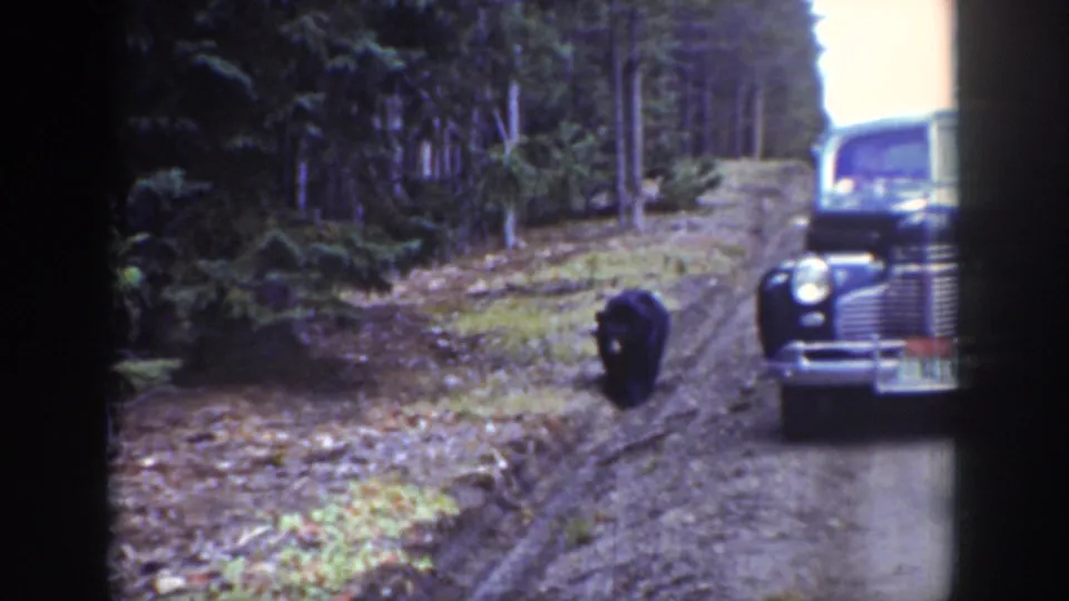 A black bear stands near a dirt forest road in Wyoming, with the front of a period automobile visible at frame right.