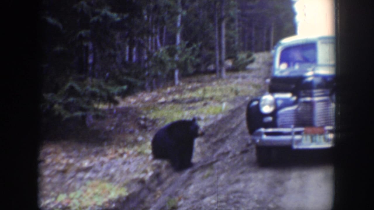 In Wyoming 1939 home-movie footage, a black bear pauses near a dirt road while a rounded 1930s car faces the camera.