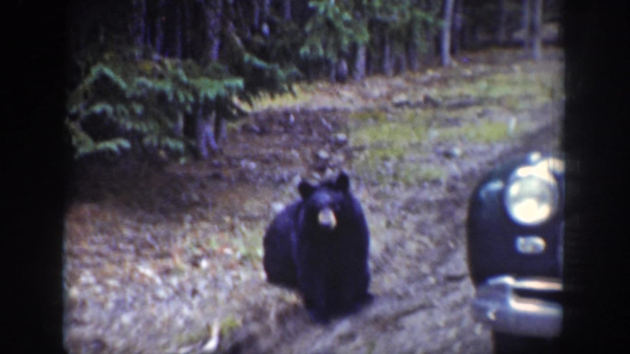 Black bear facing the camera near the front edge of a dark car on a wooded dirt road.