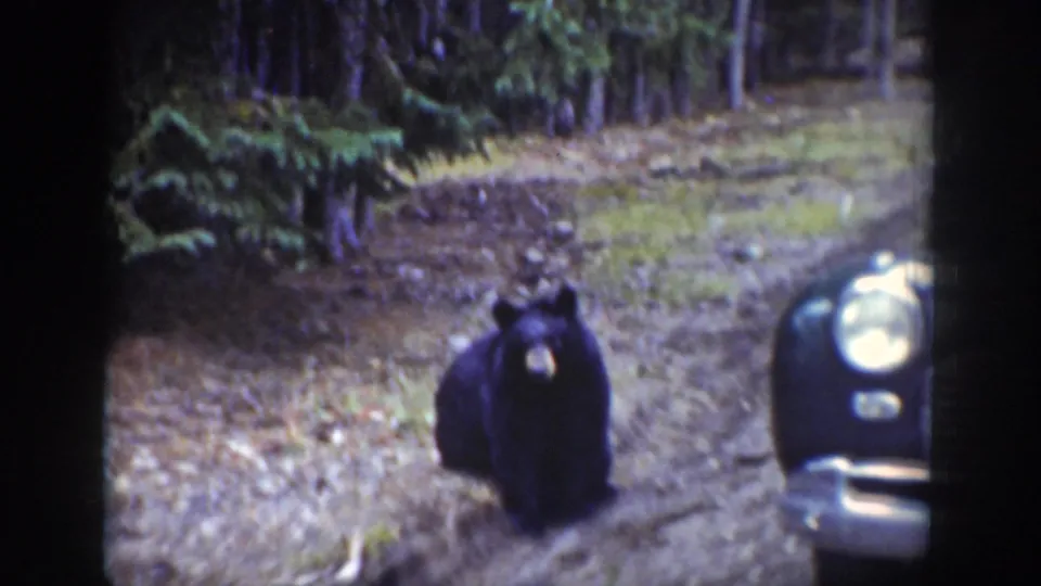 The bear turns toward the camera beside a dirt road, with the front of a dark 1930s automobile visible at the frame edge.