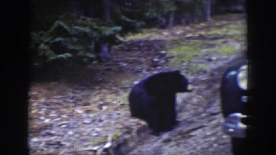 A black bear moves along the roadside in the forest, with a dark car's rounded fender and headlight partly visible at right.