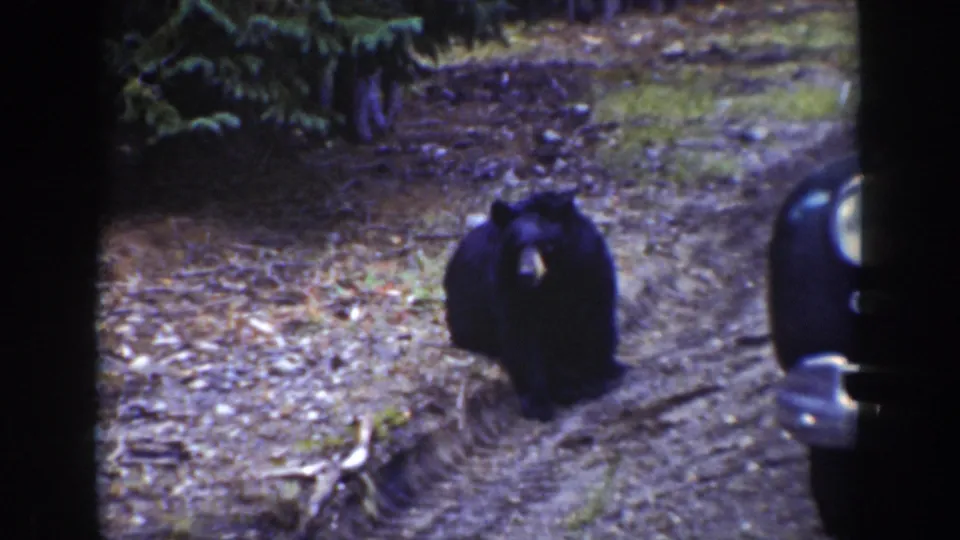 The bear faces the camera near the road edge, framed by forest ground and the partial front of a 1930s automobile.