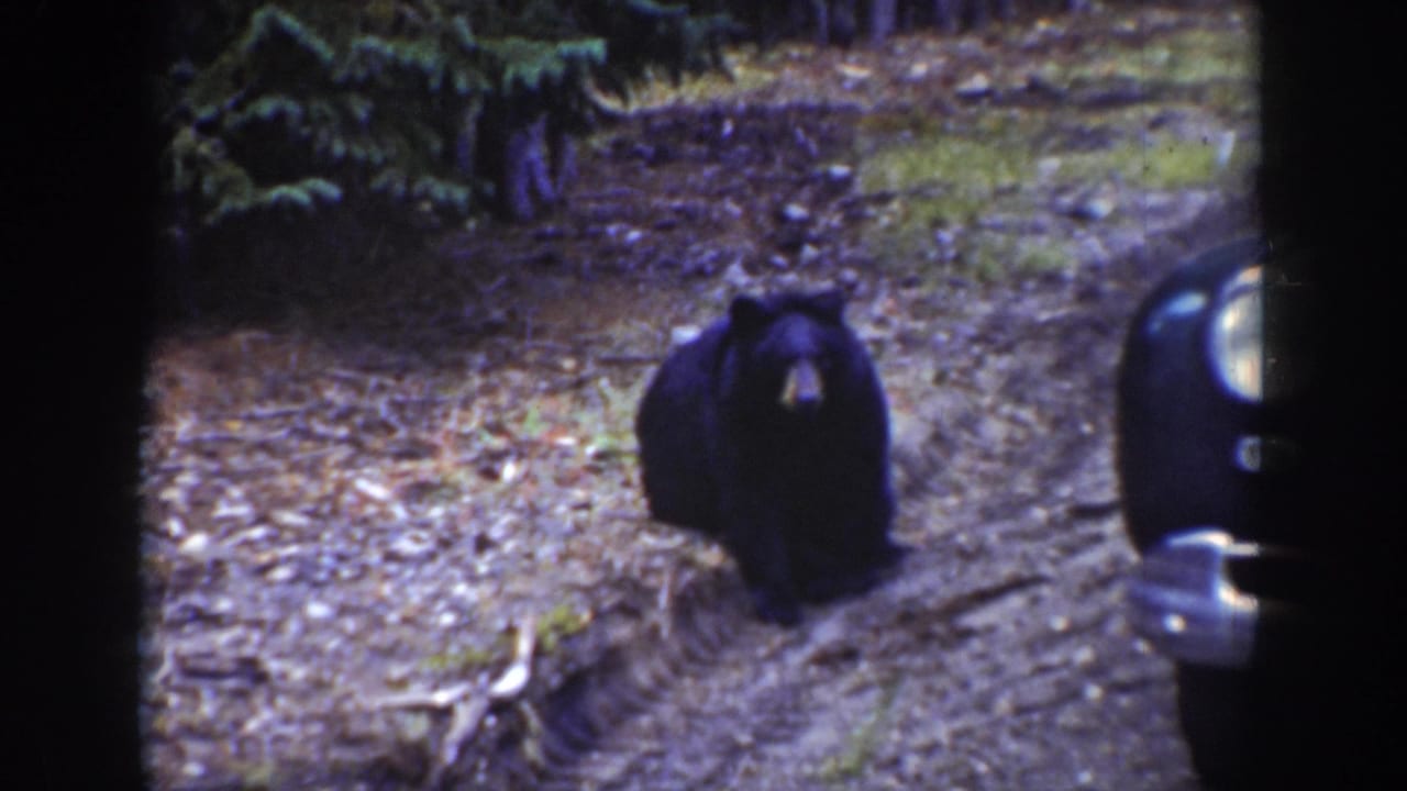 In 1939 Wyoming home-movie footage, a black bear faces the camera on a rutted forest road near the edge of a vintage automobile.