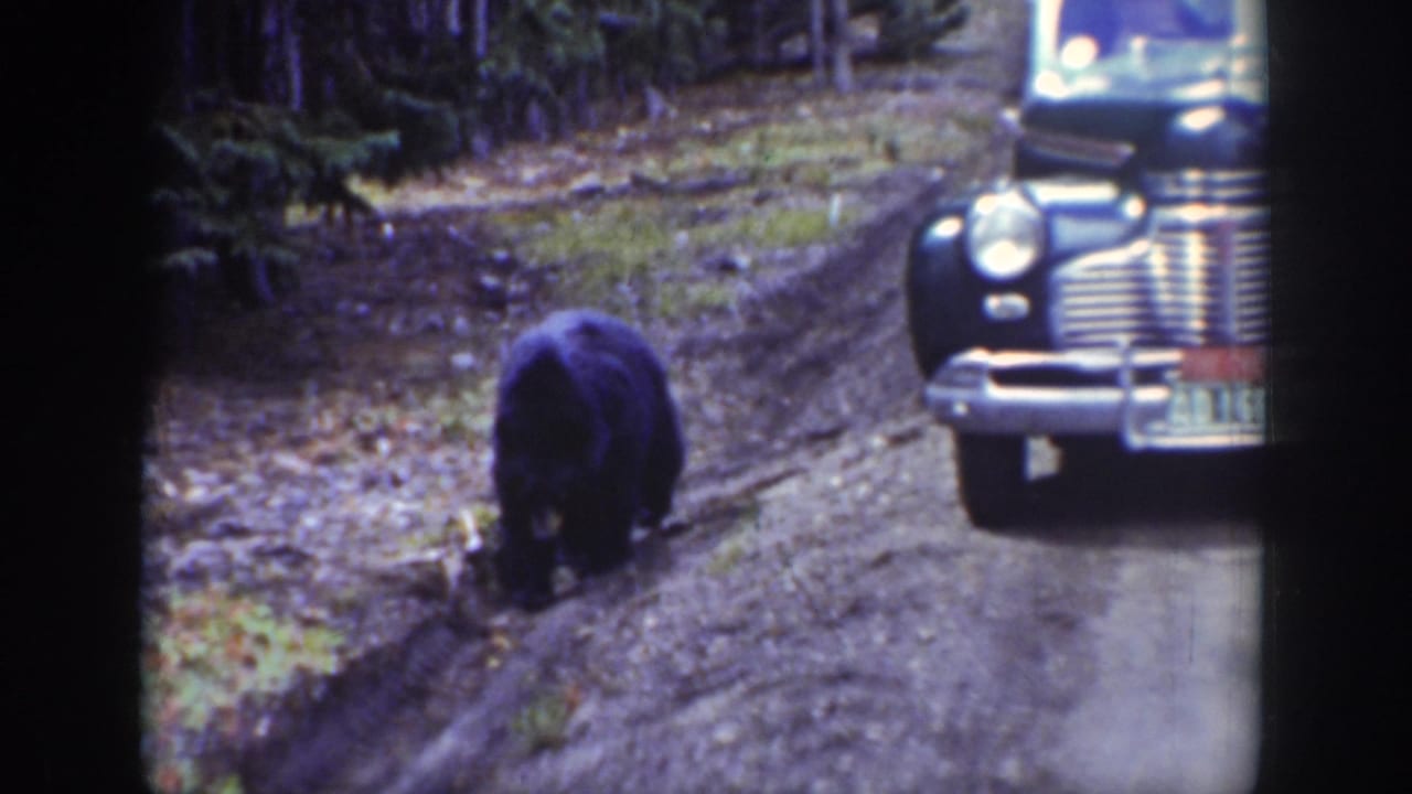 Black bear walking near a dirt road with the front of a vintage car at right.