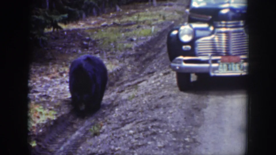 A black bear continues along the rutted forest road, with the grille and headlight of a vintage automobile visible in the background.