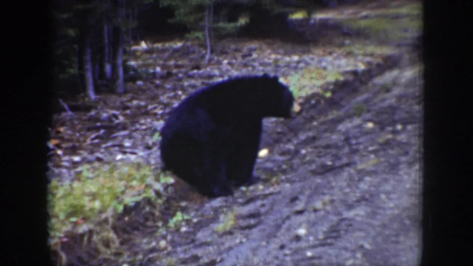 The bear turns in profile on the sloped dirt road, surrounded by forest floor, tire marks, and trees in the supplied Wyoming footage.