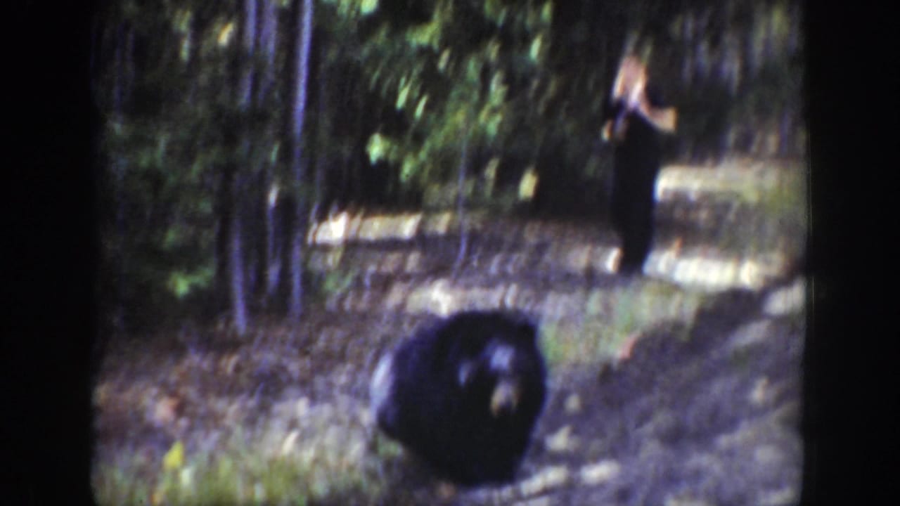 1939 Wyoming 8mm frame showing a black bear on a forest road as an adult observer stands farther back among trees.