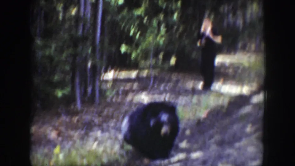 1939 Wyoming 8mm frame showing a black bear on a forest road as an adult observer stands farther back among trees.