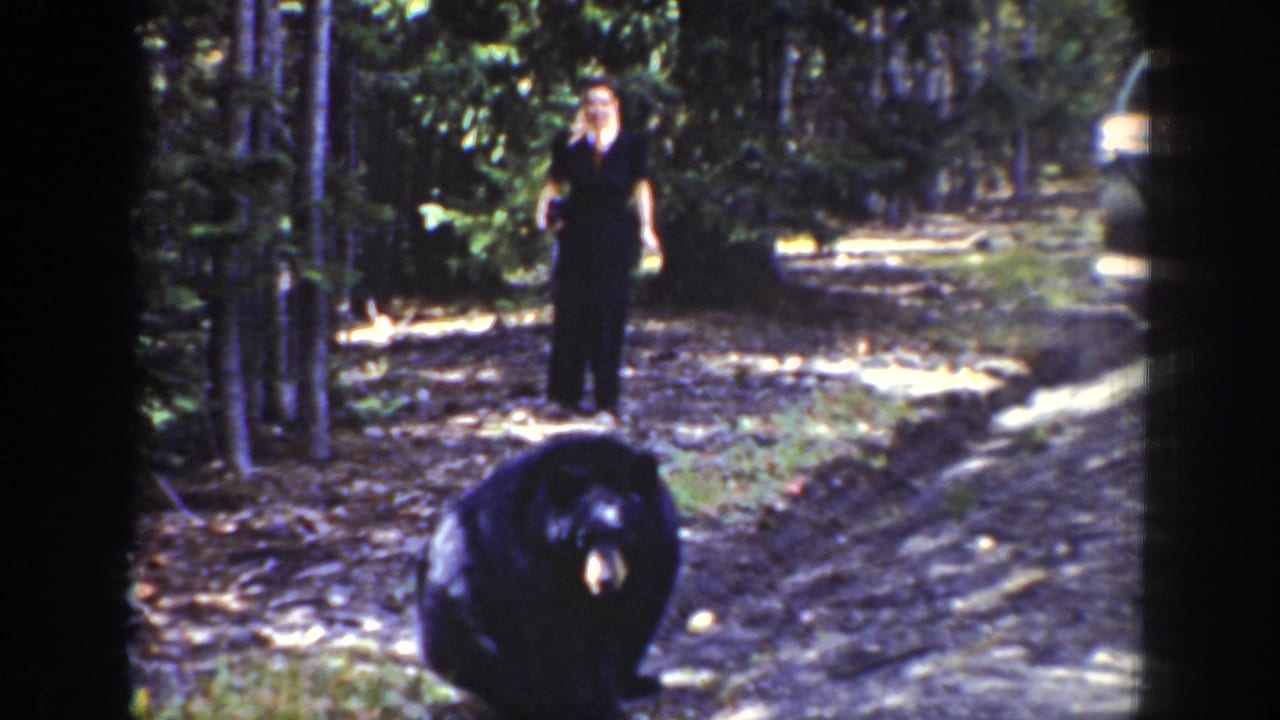 Black bear facing the camera on a forest road with a person behind it.