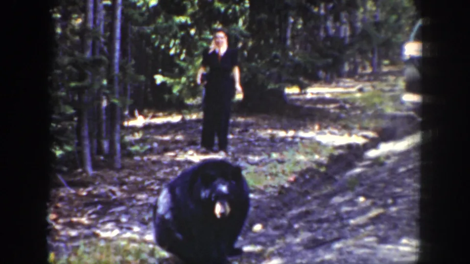 1939 Wyoming home-movie frame with a black bear near the foreground and a standing adult farther up the wooded road.