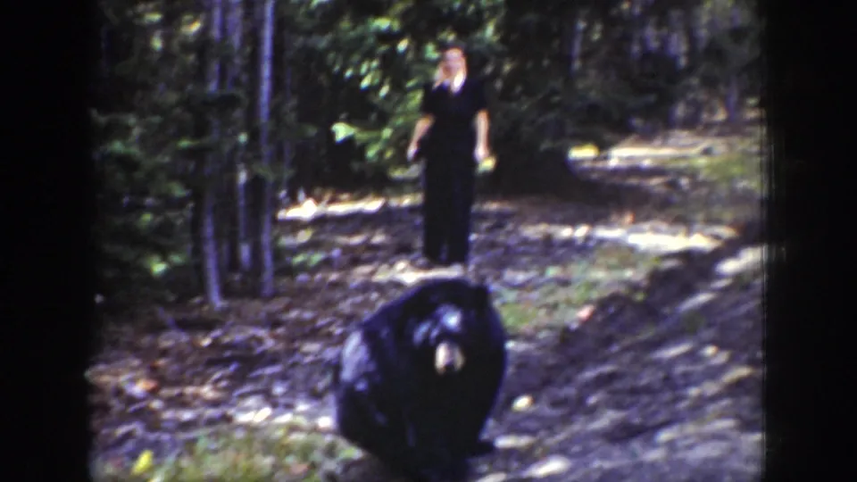 1939 Wyoming home-movie frame of a black bear on a wooded dirt road with an adult observer in the background.