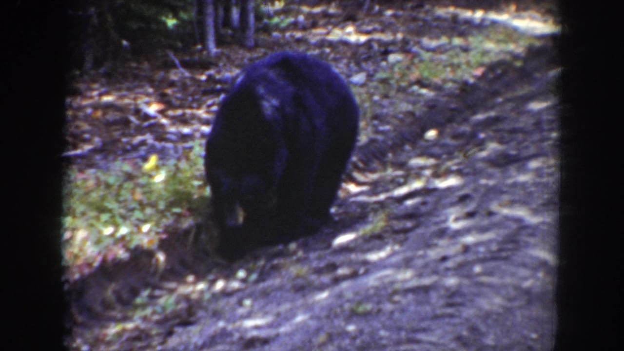 Black bear moves near a forest path in Wyoming archival 8mm footage dated 1939.