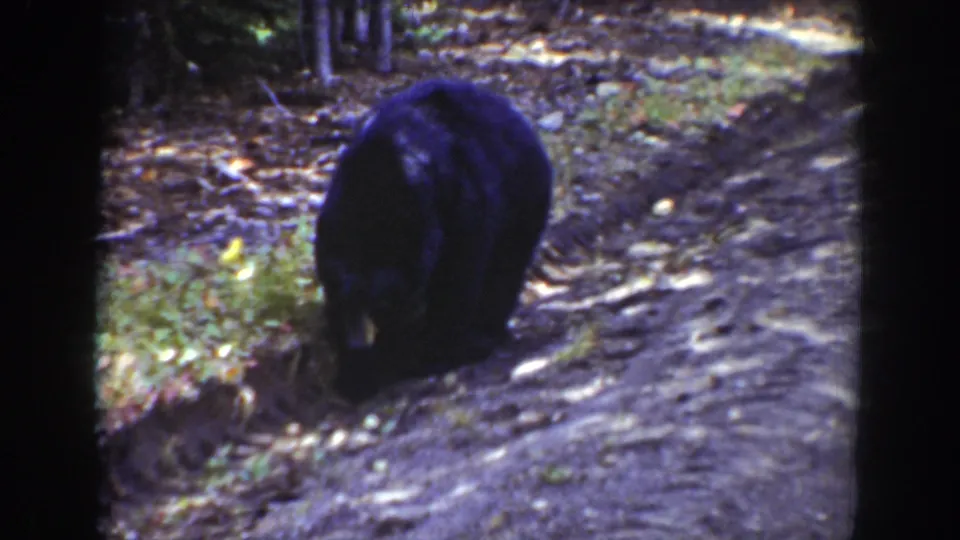 Black bear moves near a forest path in Wyoming archival 8mm footage dated 1939.