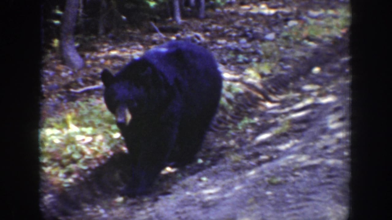 Black bear walking near a shaded forest path.