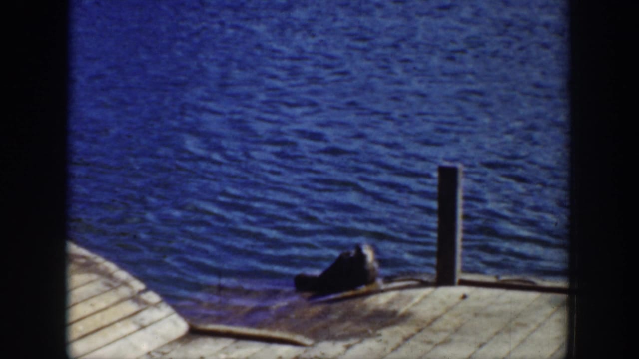 A small seal rests or wades near the edge of a wooden dock beside blue water in 1939 Wyoming home-movie footage.
