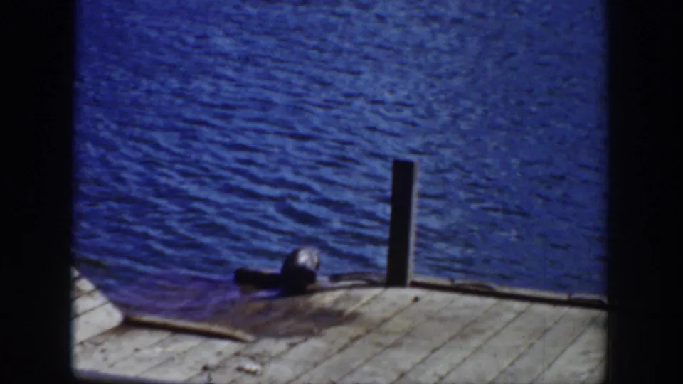 The seal is shown low against the dock near a post, with textured blue water and visible 8mm gate edges around the frame.