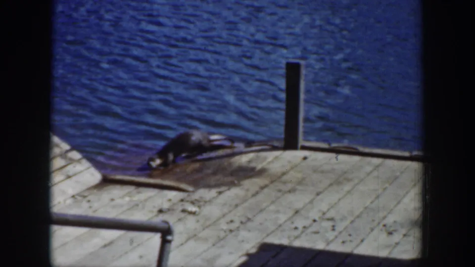 1939 Wyoming 8mm frame showing a sea lion stretched near the pier edge, with blue water and wooden planks visible.
