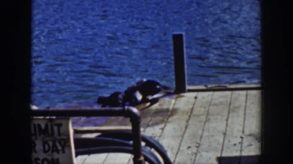 1939 Wyoming 8mm frame showing young otters clustered on a dock edge beside bright blue water, seen through dark film-frame borders.